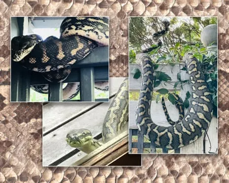 Embracing the Snakes in the Roof: A Transformation from Dread to Respect